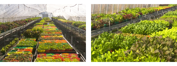 宮崎県都城市：きらら農場高木（畑作）