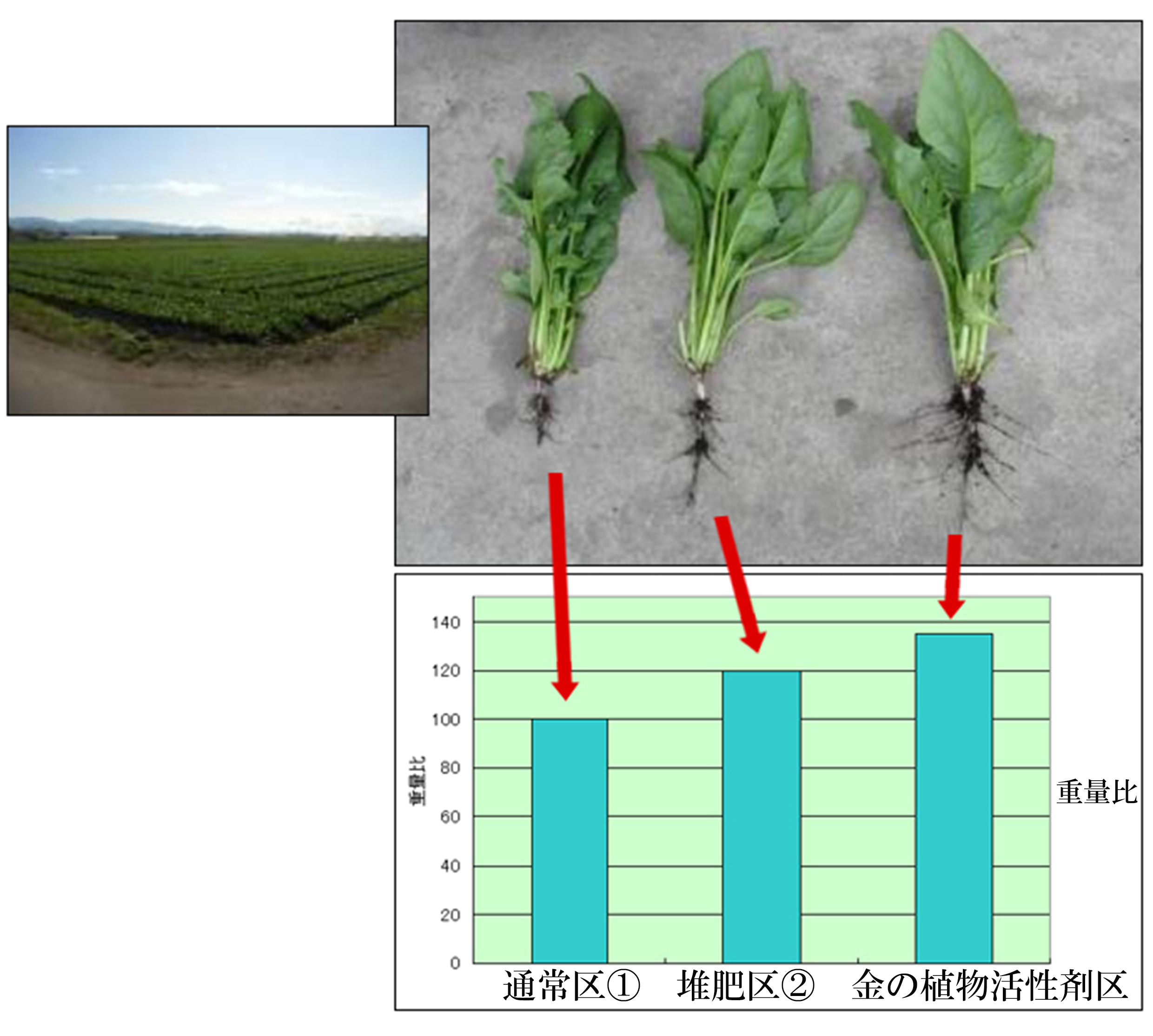 宮崎県都城市:きらら農場高木(畑作)