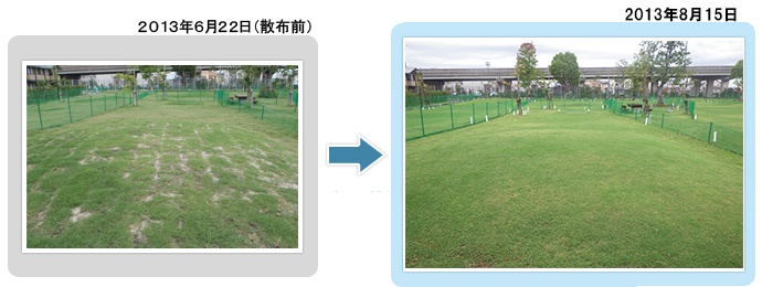 佐賀県兵庫北:「佐賀県兵庫北夢咲きコスモスタウン」